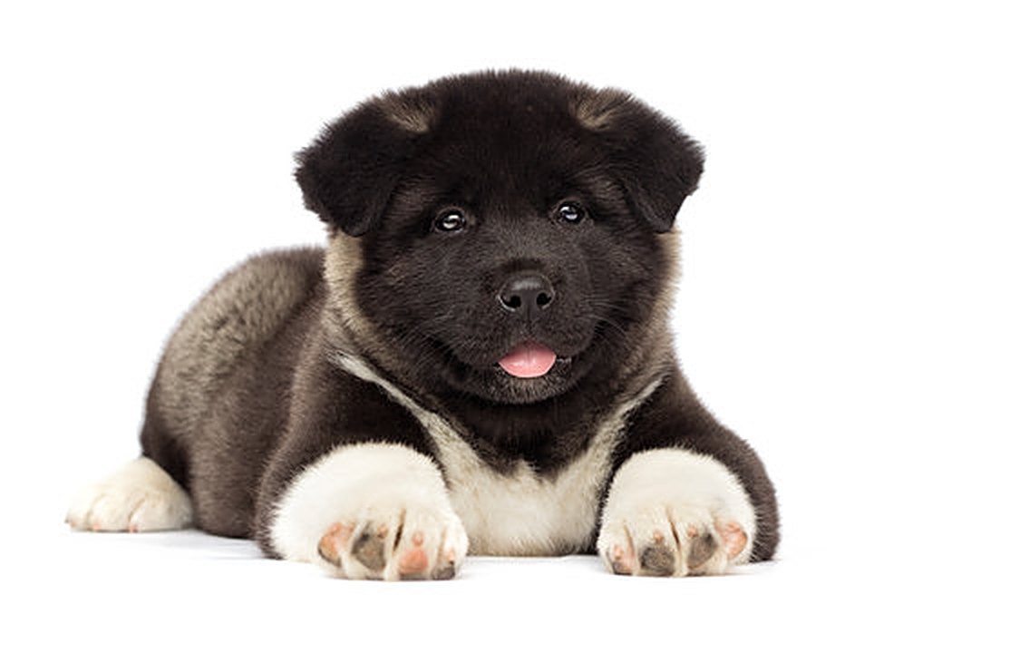 Akita puppy for sale in Delhi NCR
