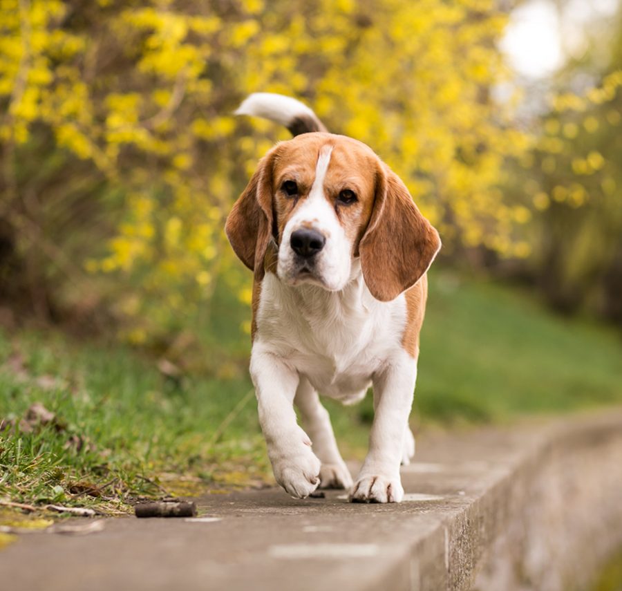 Beagle puppy for sale in Delhi NCR