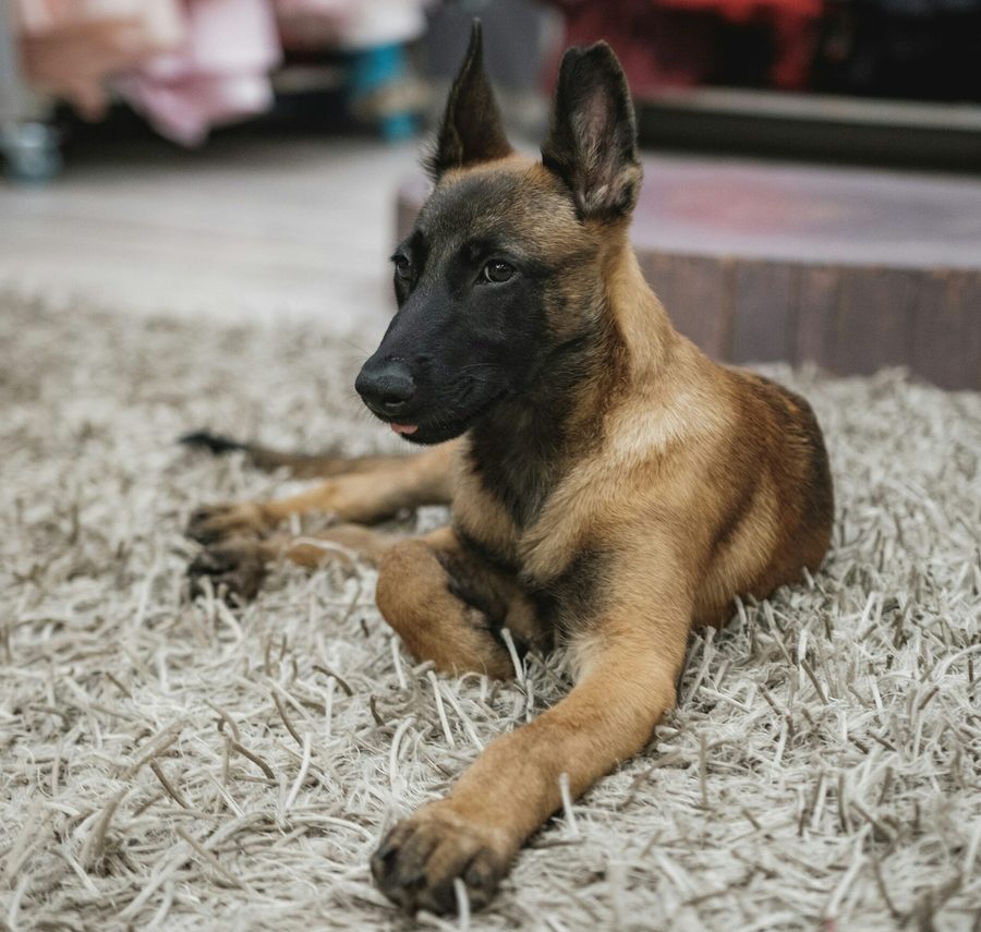 Belgian Malinois puppy for sale in Delhi NCR