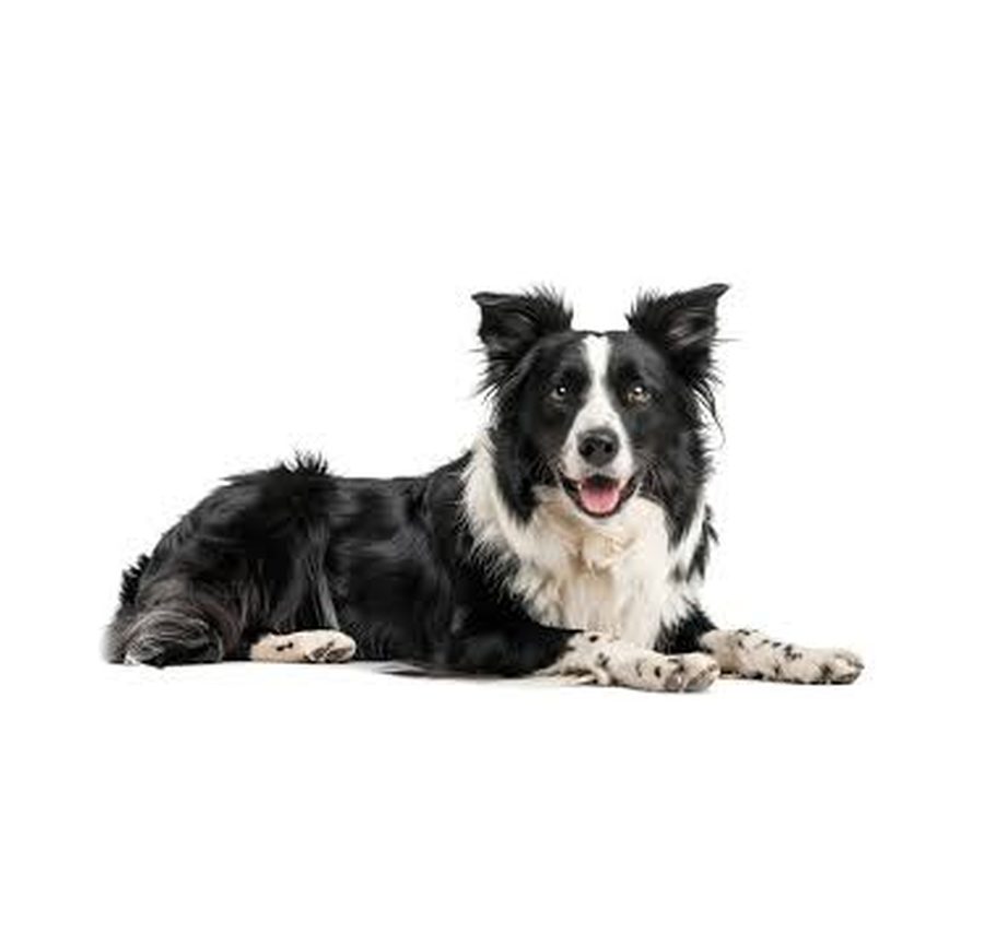 Border Collie puppy for sale in Delhi NCR