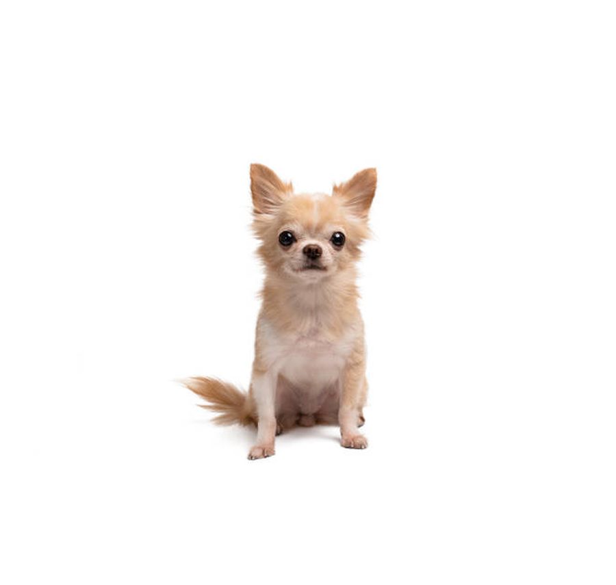 Chihuahua puppy for sale in Delhi NCR