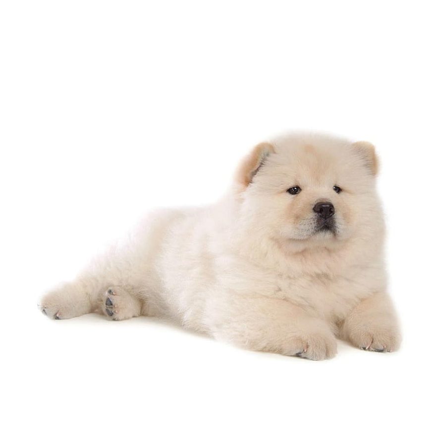 Chow Chow puppy for sale in Delhi NCR
