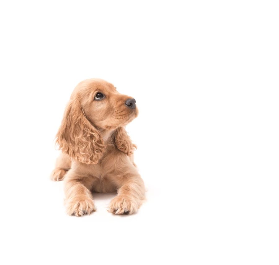 Cocker Spaniel puppy for sale in Delhi NCR