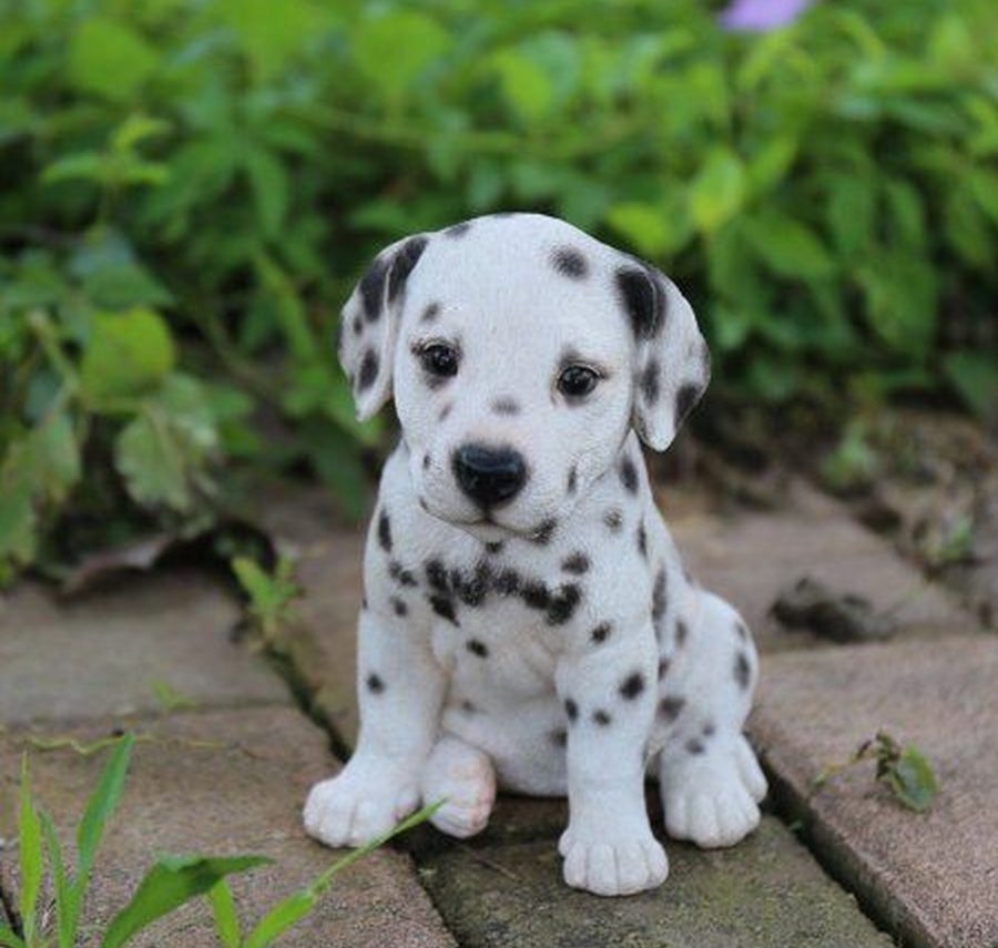 Dalmatian puppy for sale in Delhi NCR