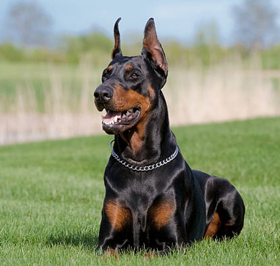 Doberman puppy for sale in Delhi NCR