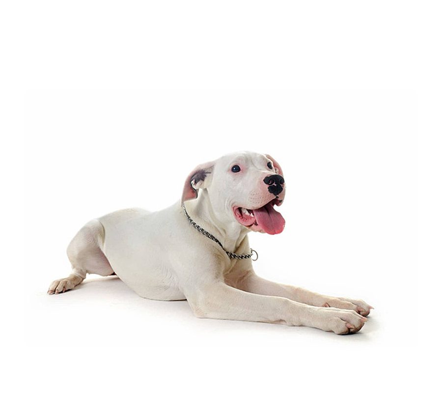 Dogo Argentino puppy for sale in Delhi NCR