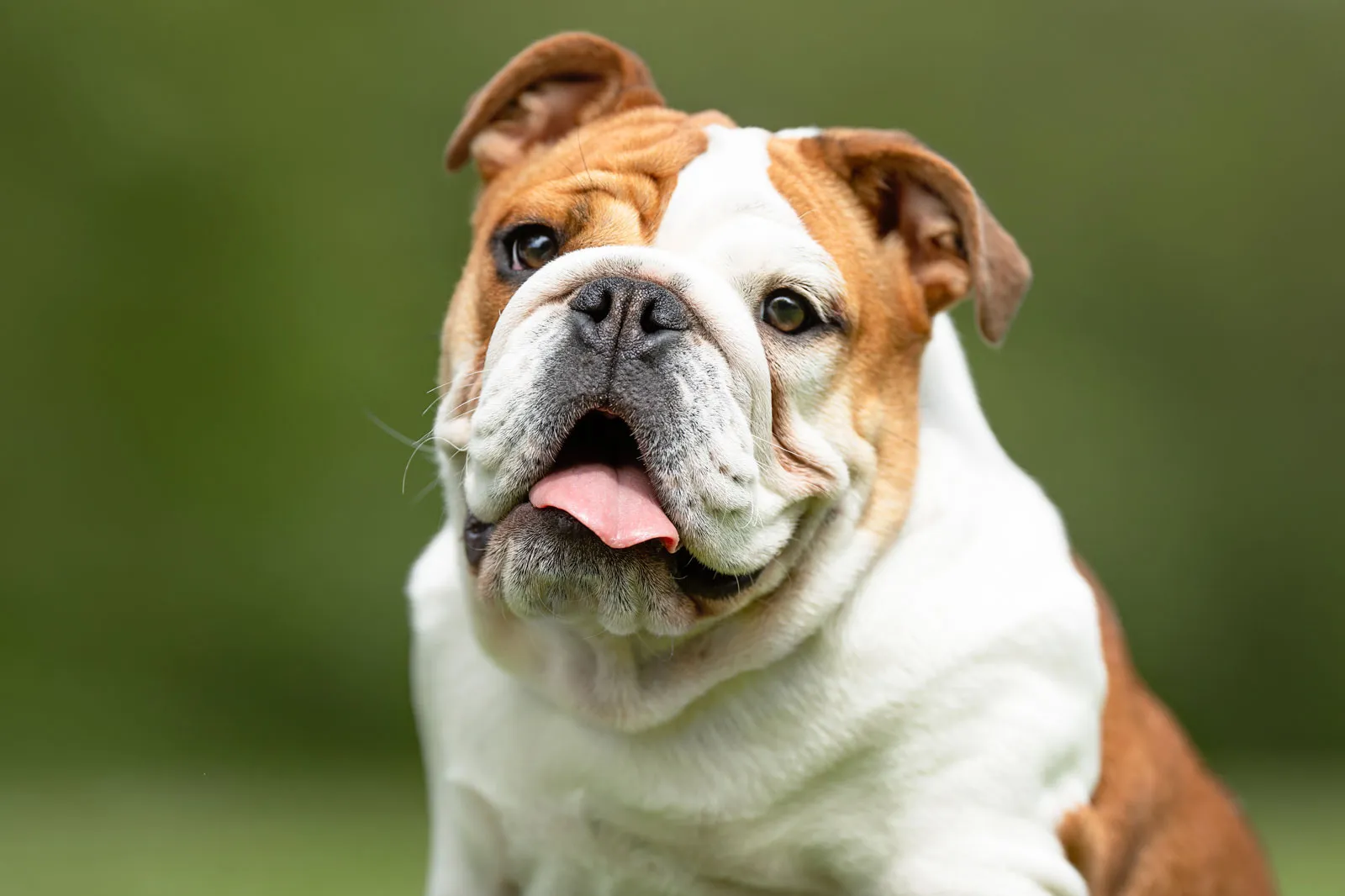 English Bulldog puppy for sale in Delhi NCR