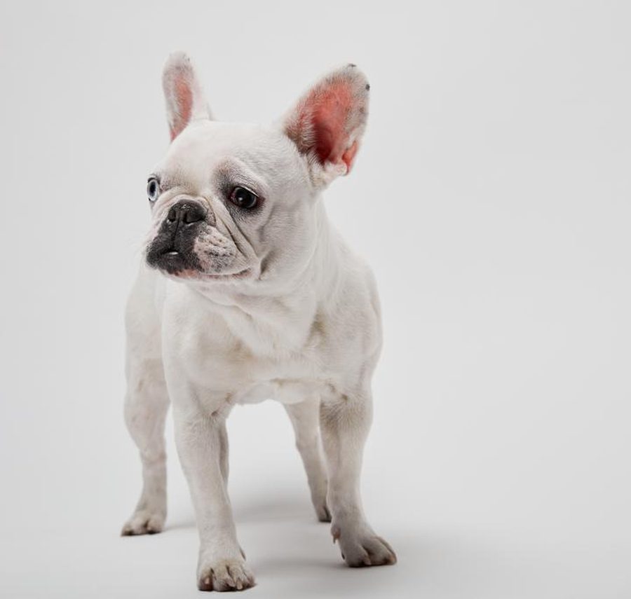 French Bulldog puppy for sale in Delhi NCR