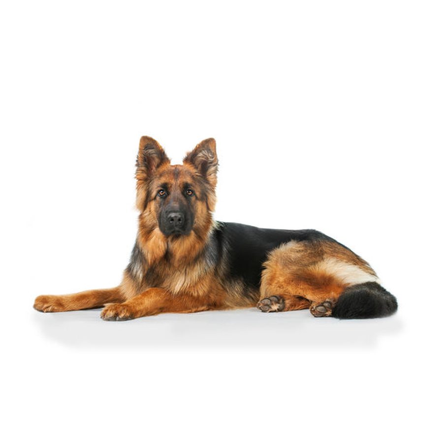 German Shepherd puppy for sale in Delhi NCR