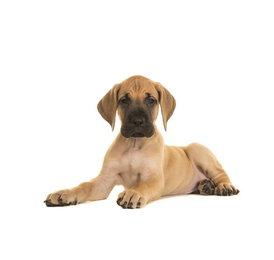 Great Dane puppy for sale in Delhi NCR
