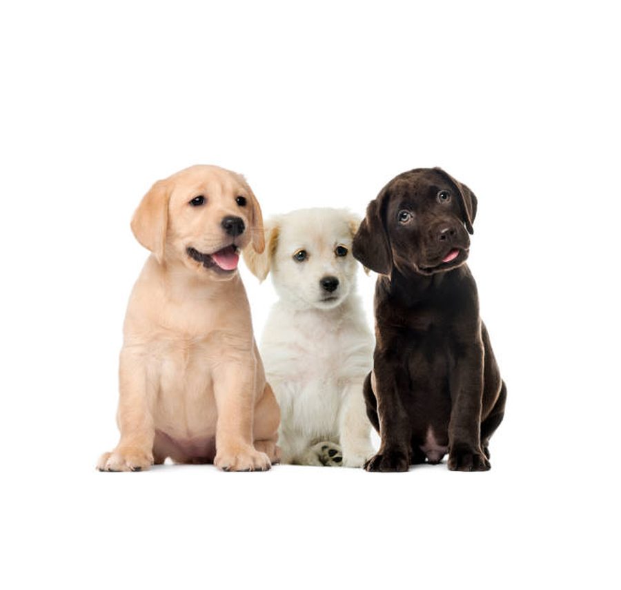 Labrador Retriever puppy for sale in Delhi NCR