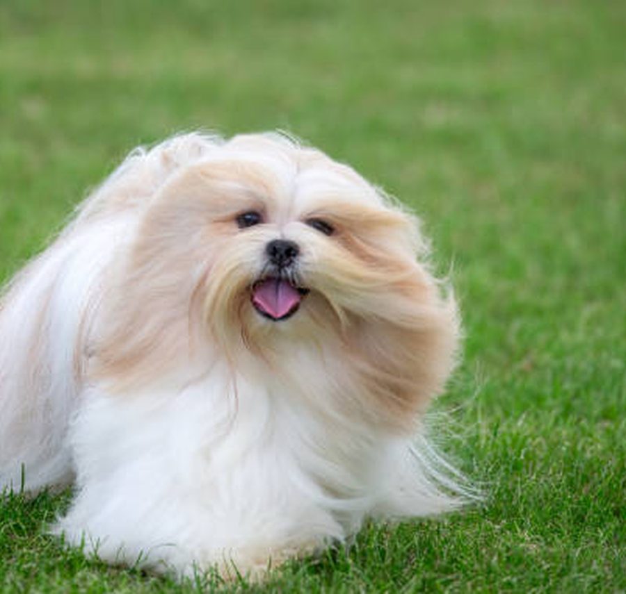 Lhasa Apso puppy for sale in Delhi NCR