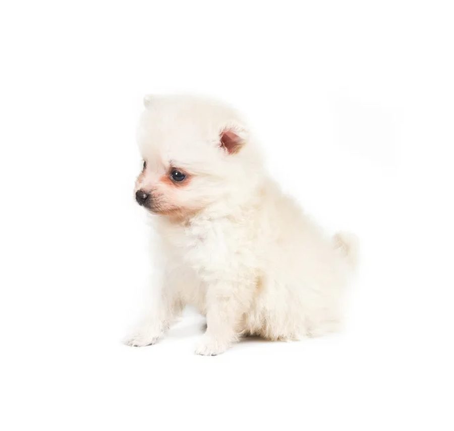 Pomeranian puppy for sale in Delhi NCR