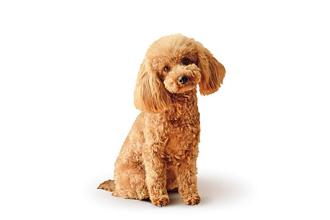 Poodle puppy for sale in Delhi NCR