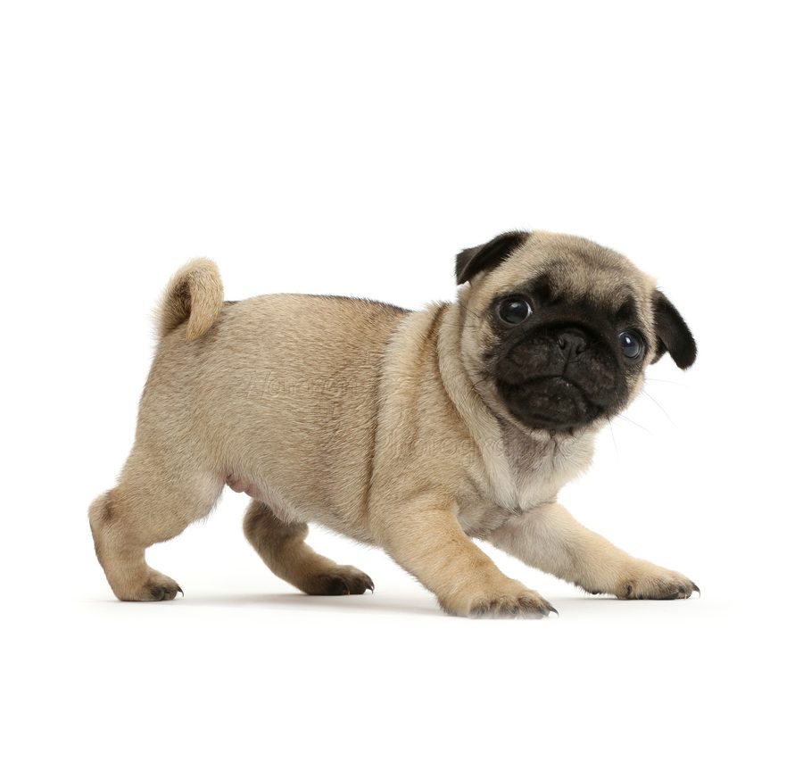 Pug puppy for sale in Delhi NCR