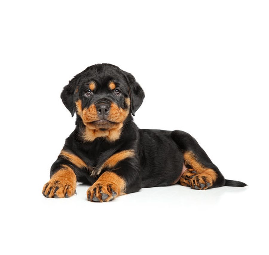 Rottweiler puppy for sale in Delhi NCR