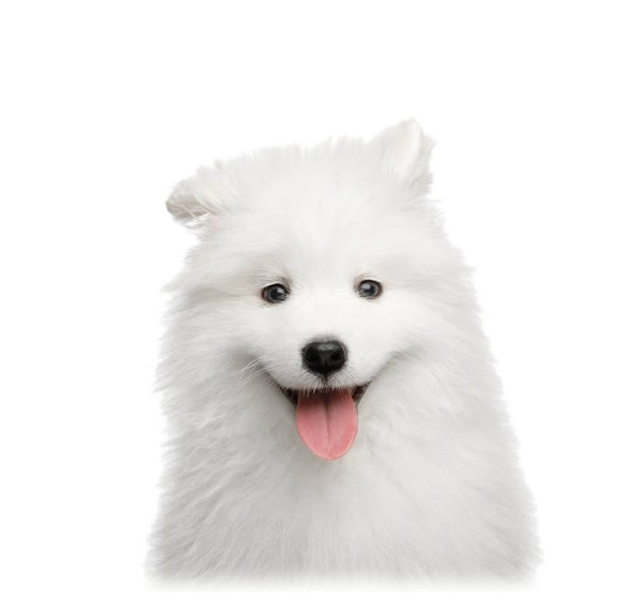 Samoyed puppy for sale in Delhi NCR
