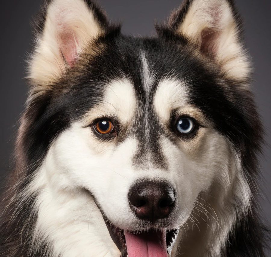 Siberian Husky puppy for sale in Delhi NCR
