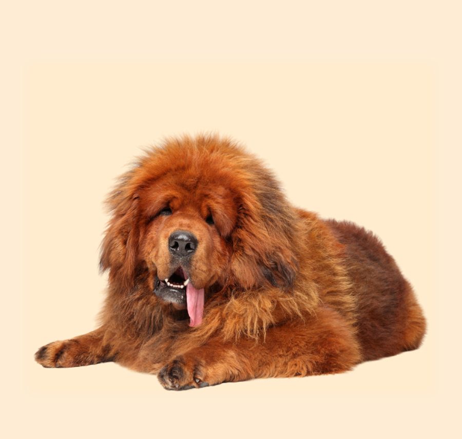 Tibetan Mastiff puppy for sale in Delhi NCR