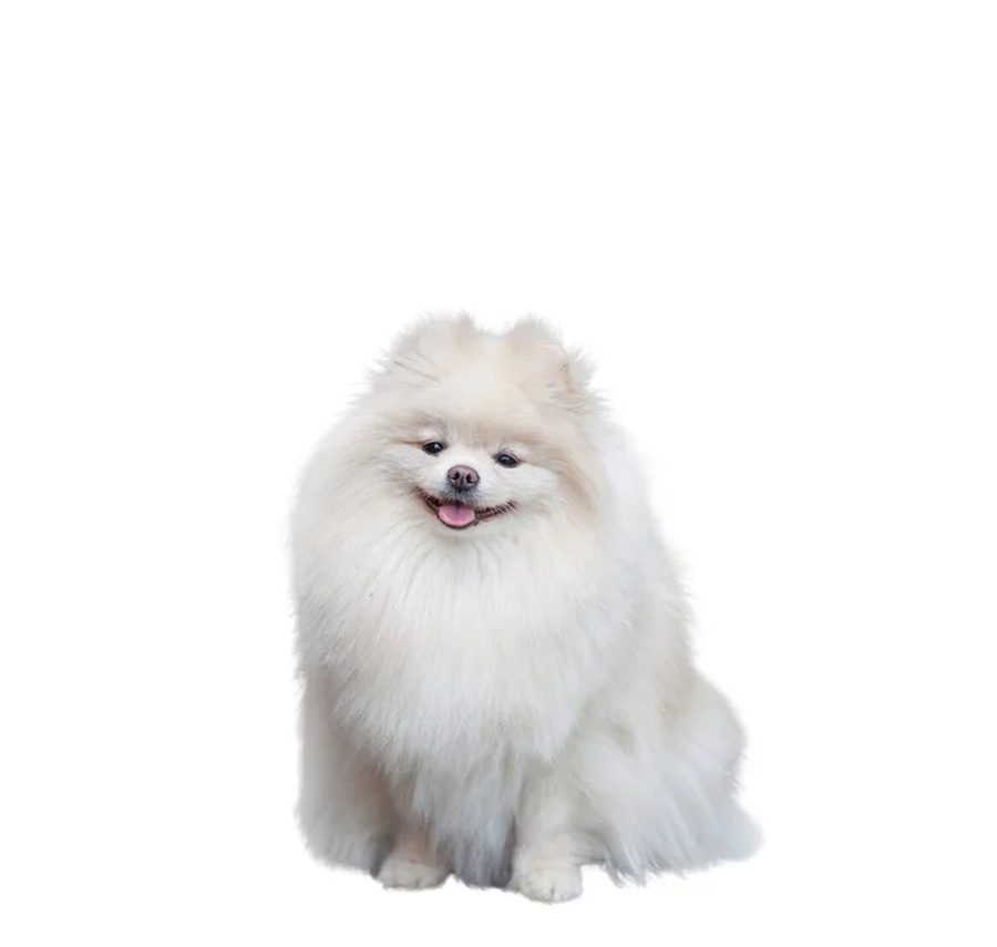 Toy Pomeranian puppy for sale in Delhi NCR