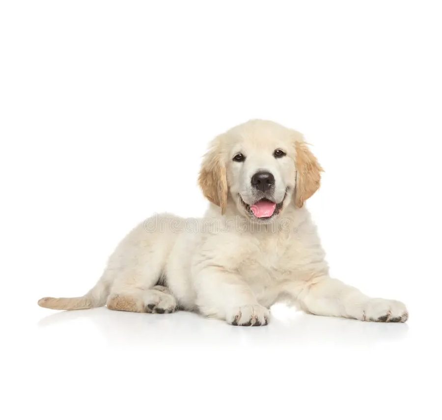 Golden Retriever puppy lying down